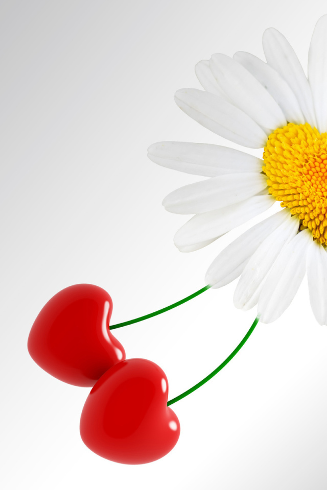 Сердце ромашка на День Святого Валентина 14 февраля