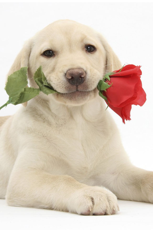 Собака с розой на День Святого Валентина