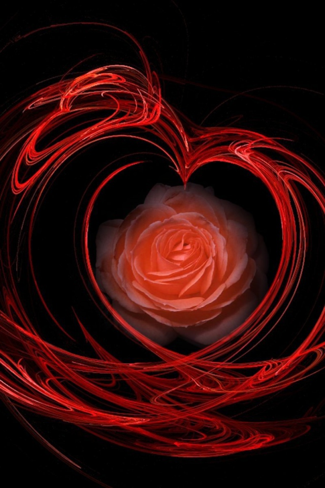 Огненная роза на День Святого Валентина 14 февраля