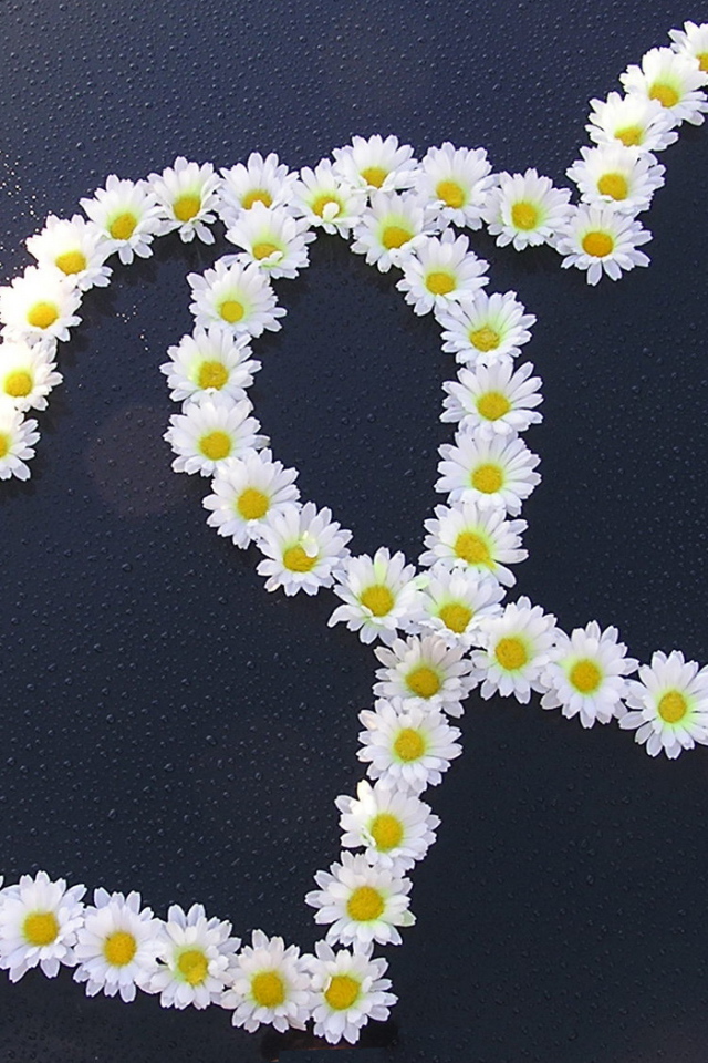 Сердца из ромашек на День Святого Валентина