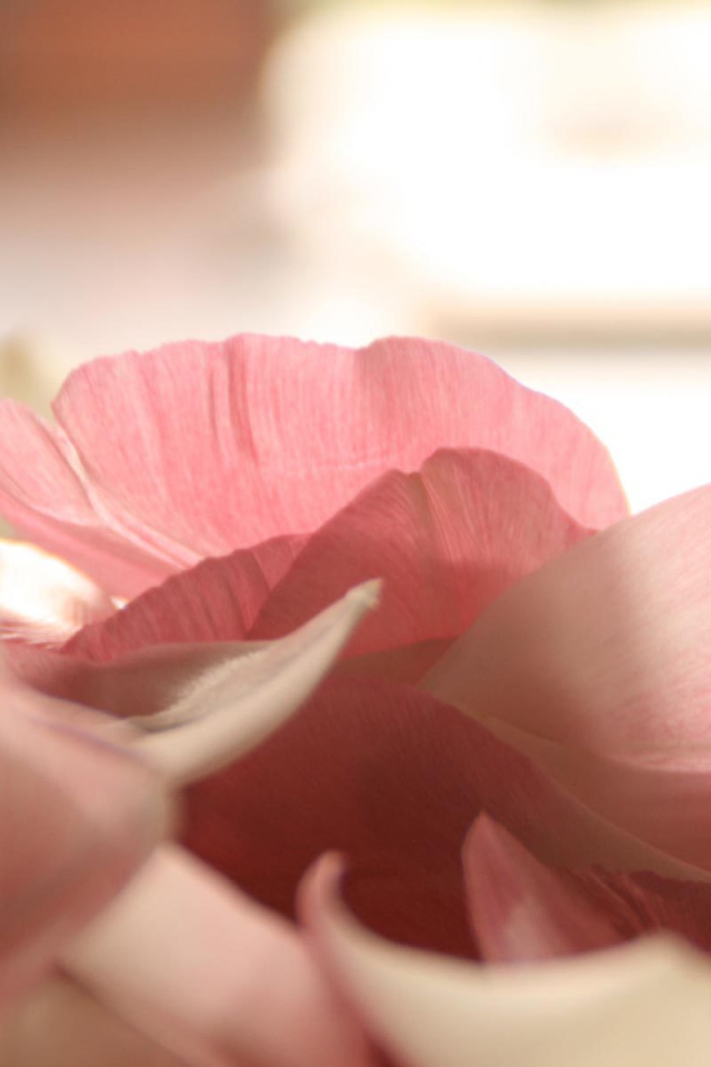 Лепестки роз на День Святого Валентина 14 февраля