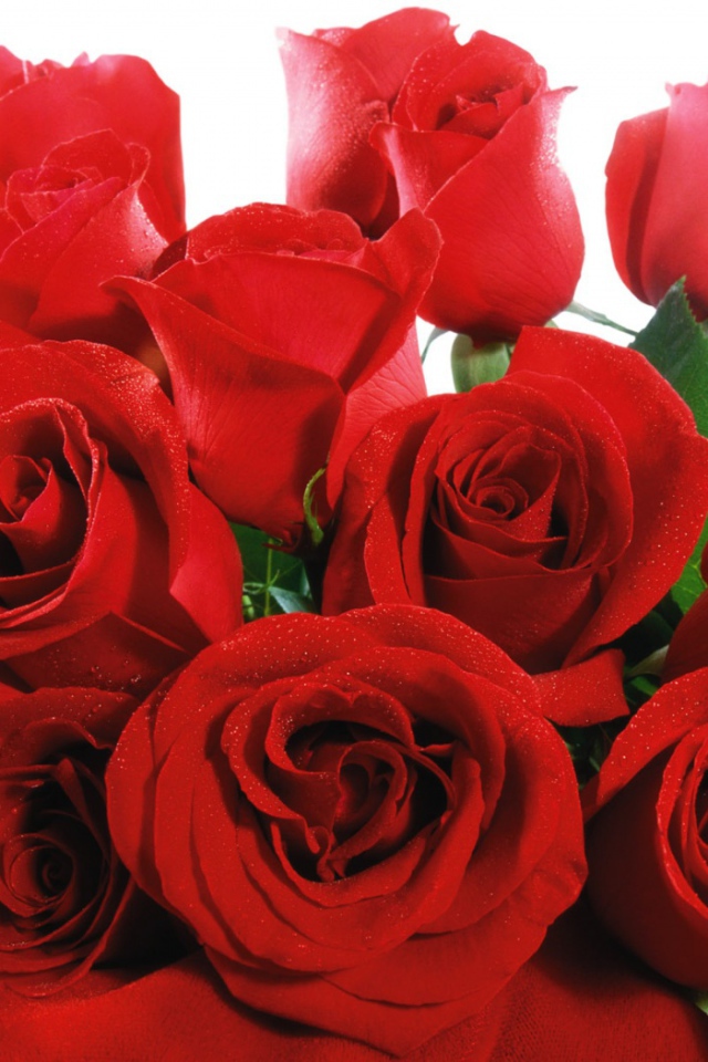 Розы в День Святого Валентина