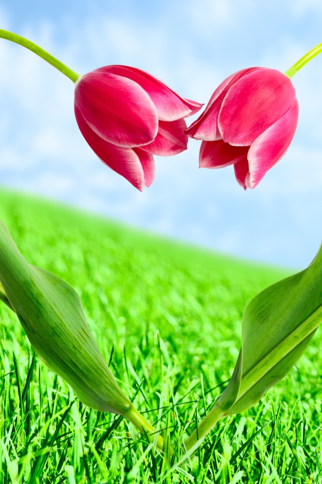 Тюльпаны на День Святого Валентина