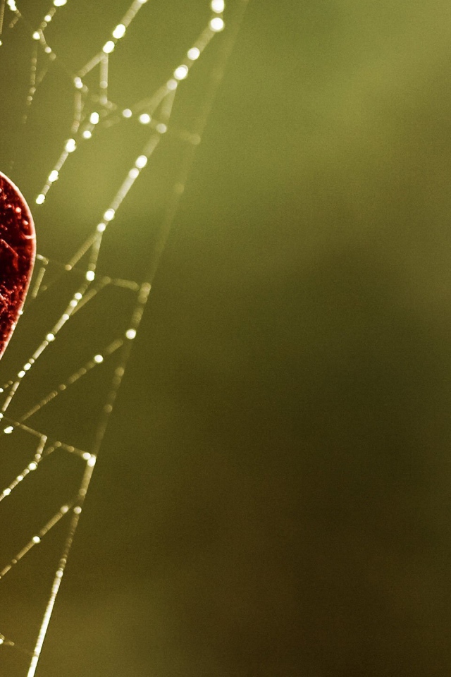 Сердечко на паутине