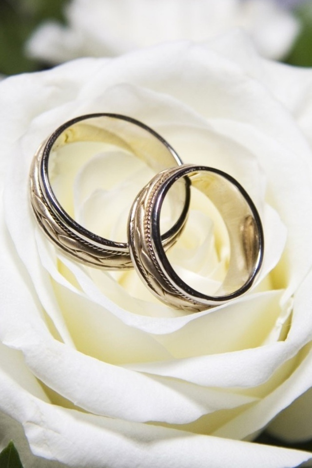 Красивые белые розы и свадебные кольца