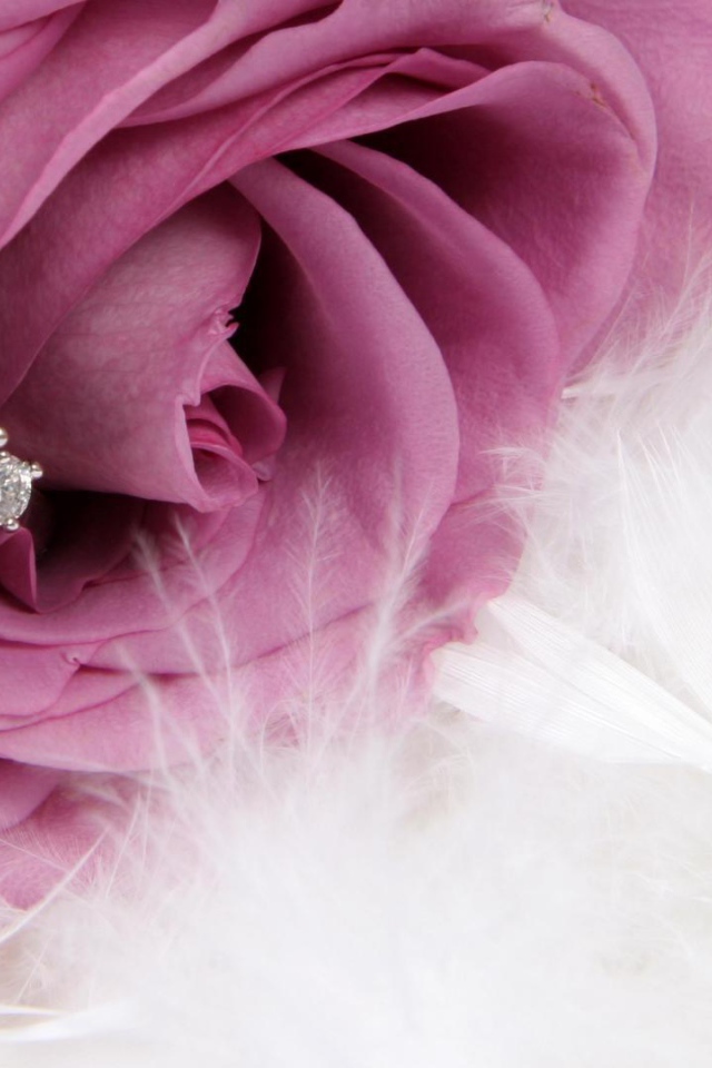 Фиолетовая роза и кольцо, предложение руки и сердца