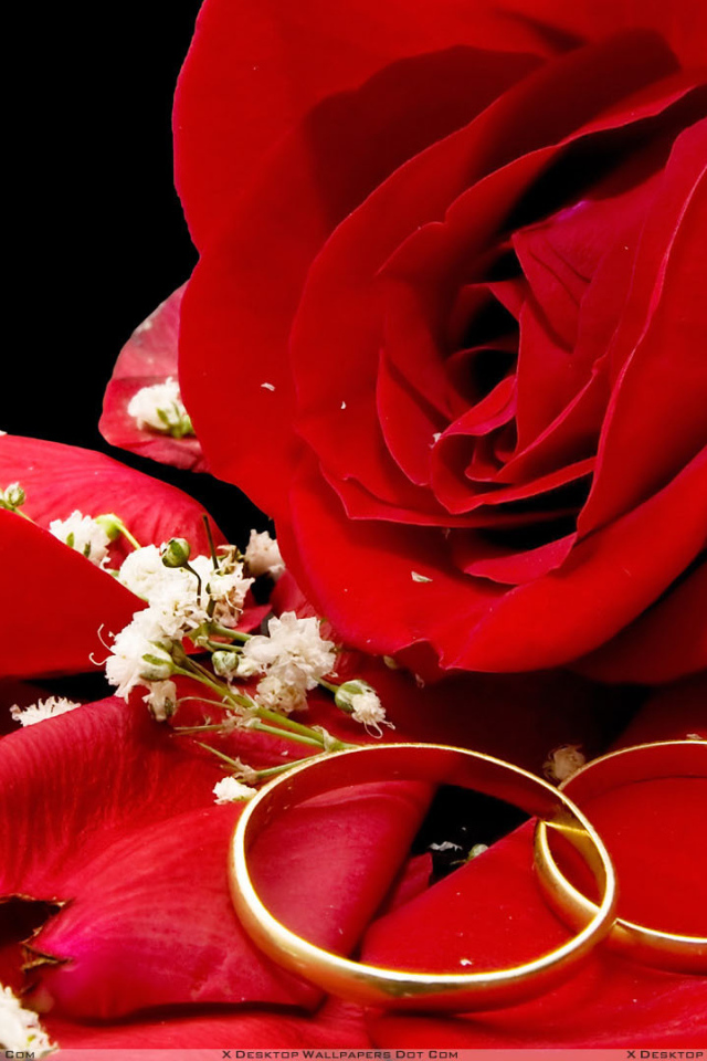 Red rose and wedding rings on a black background