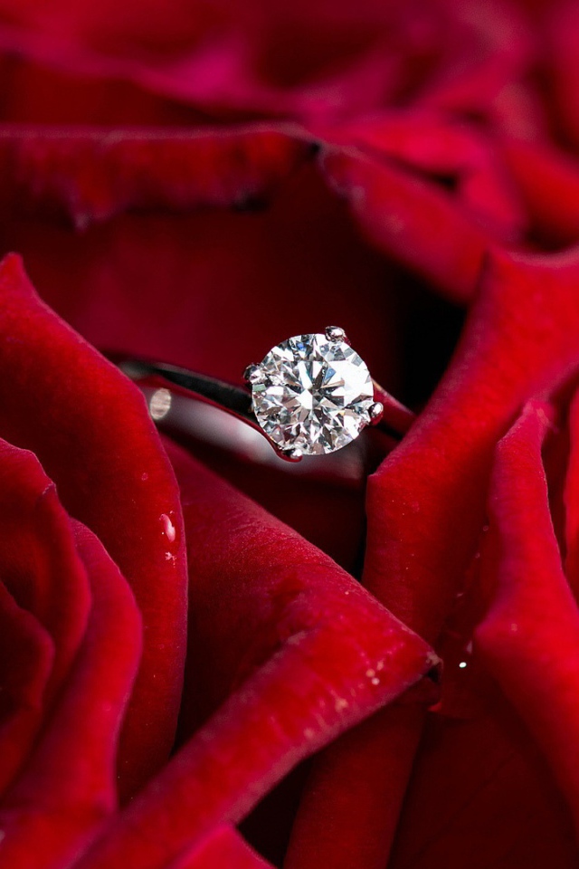 Красные розы и кольцо, предложение руки и сердца