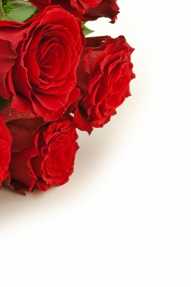 Красные розы и золотые свадебные кольца