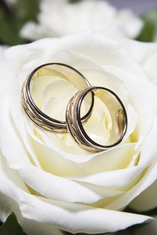 Wedding rings white rose