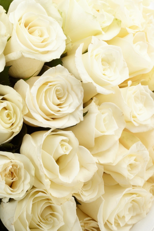 Белые розы в букете для невесты