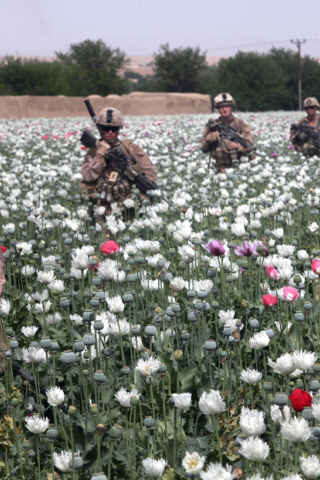Солдаты на маковом поле