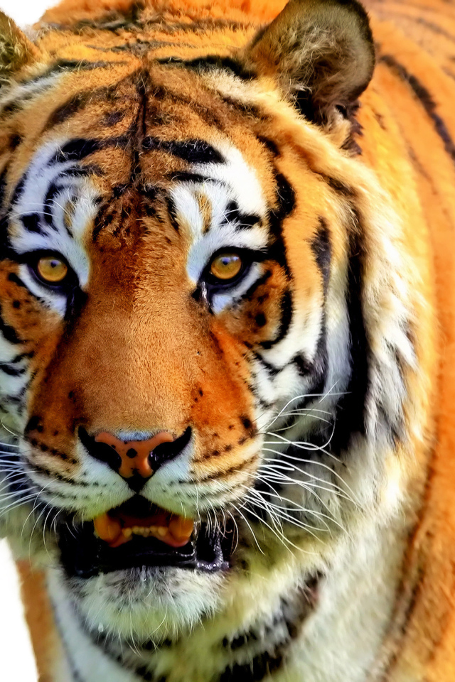  Полосатый рейс