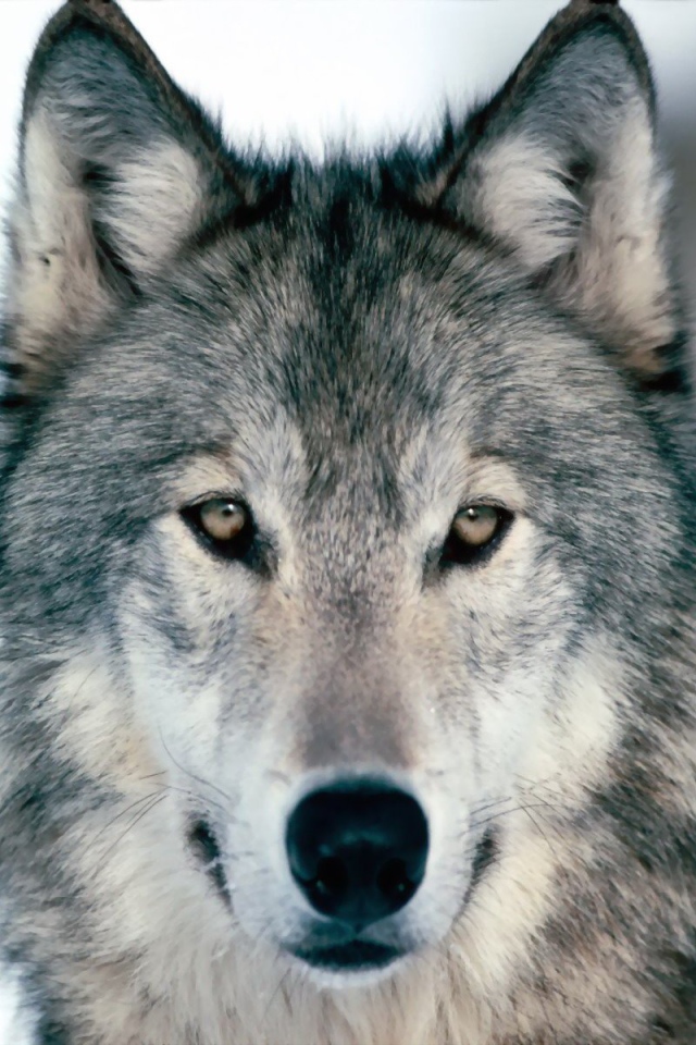 Весьегонская волчица