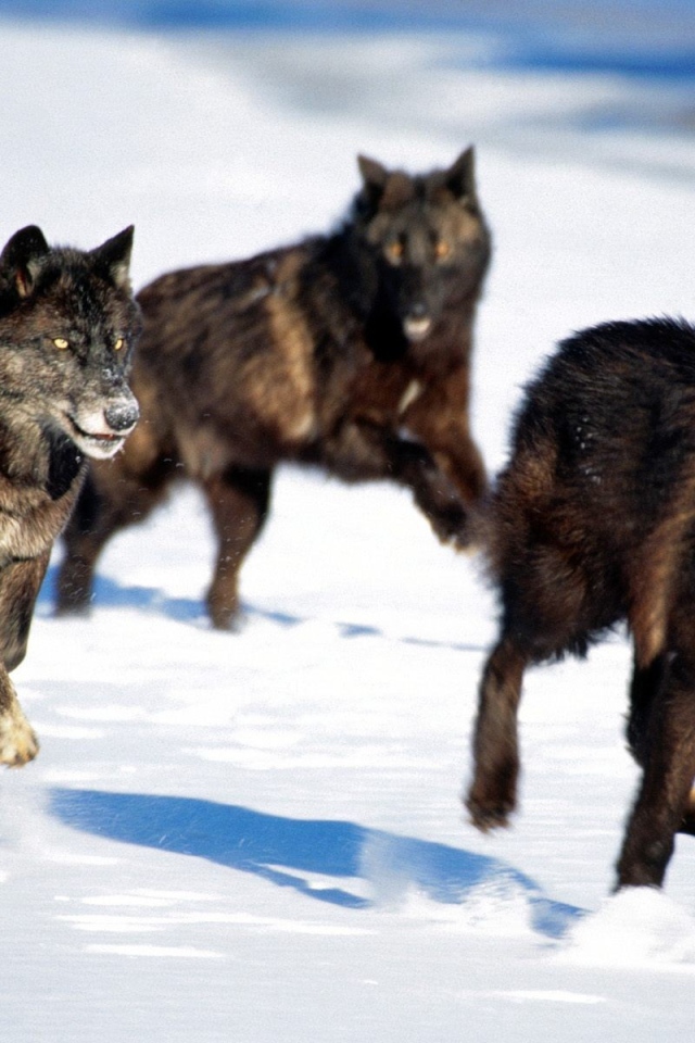 Чёрные волки