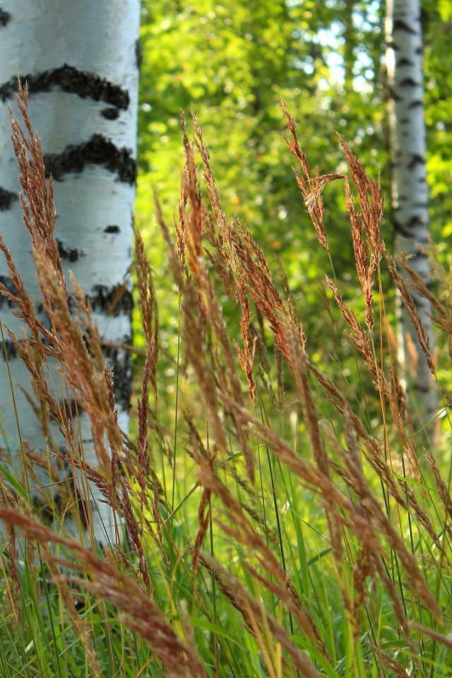 Березы в роще