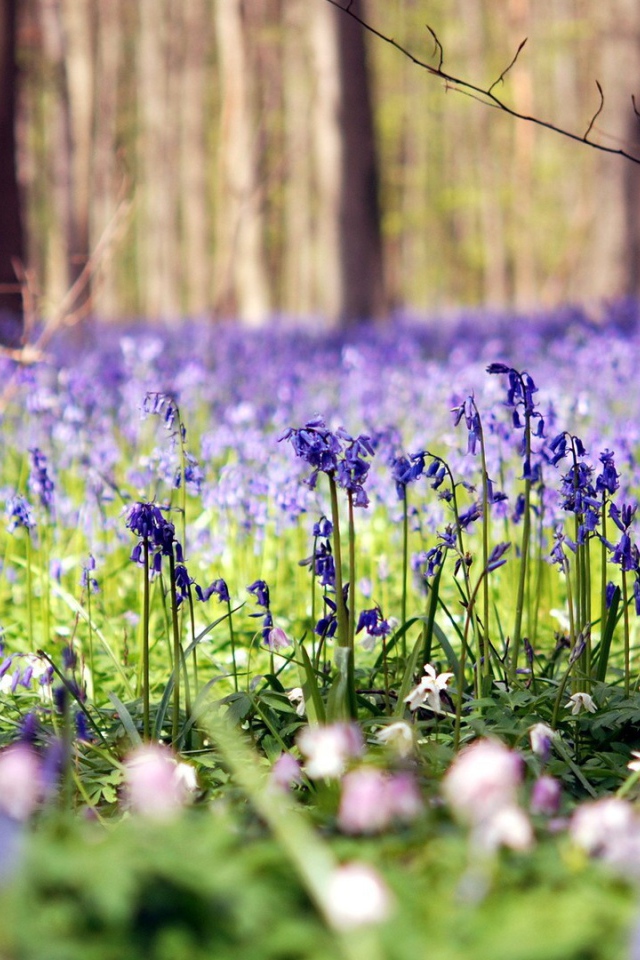 Голубые цветы в лесу