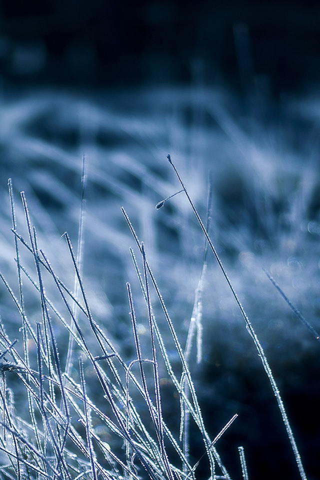 Покрытая инеем трава