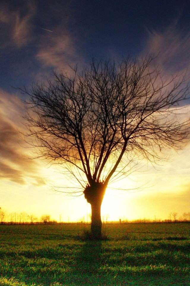 Умершее дерево