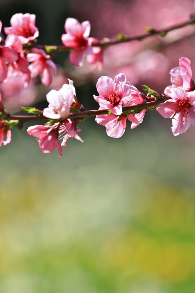 Цветы на дереве