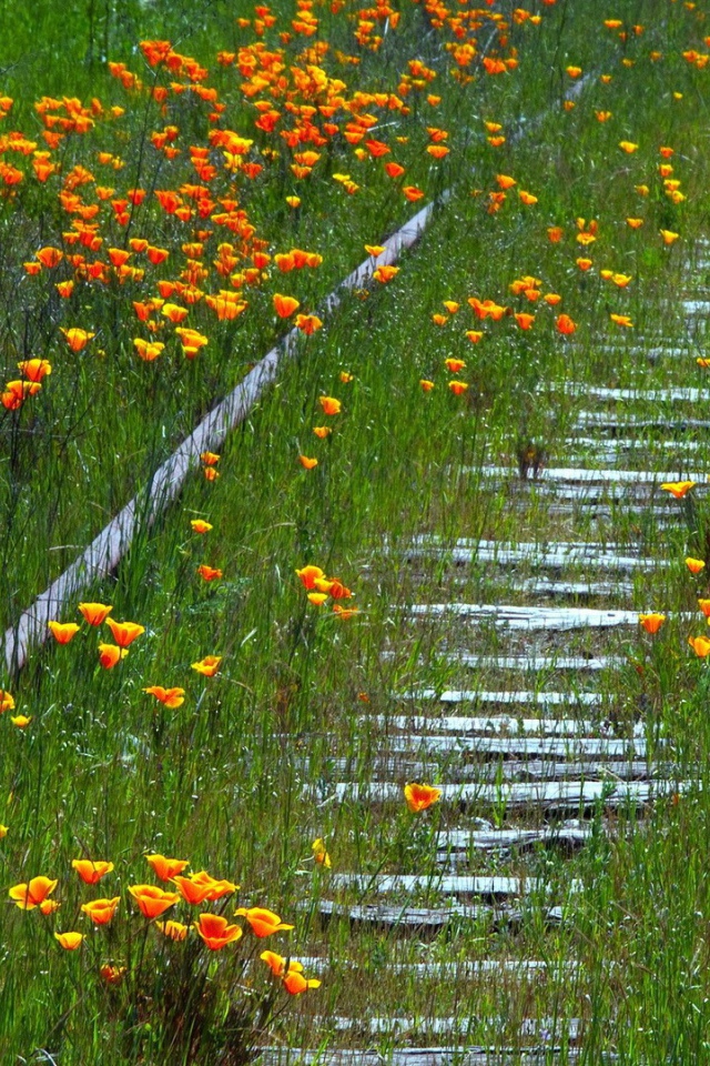 Заросшая цветами старая дорога