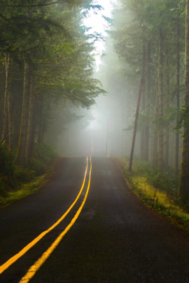 Туман в лесу