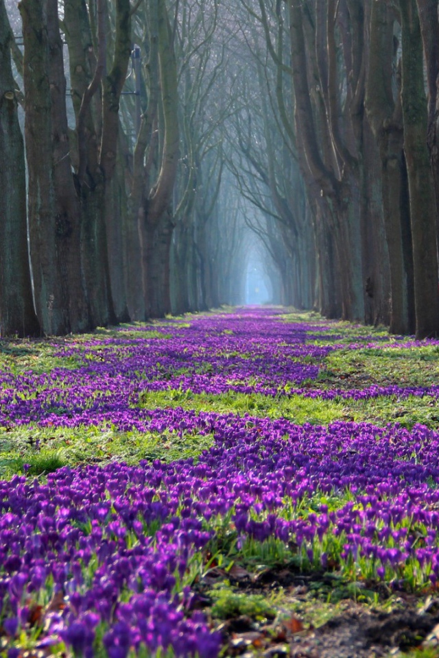 Лесные жители