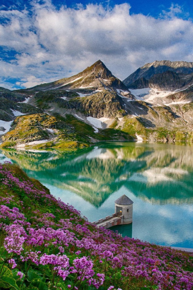 Cиреневые цветы