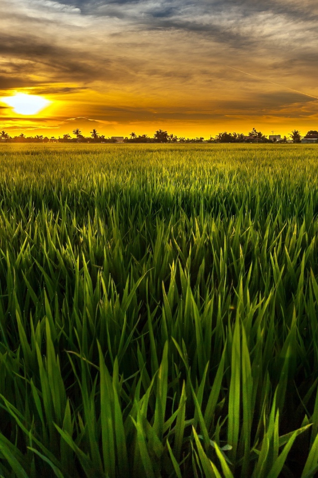 Cочная растительность