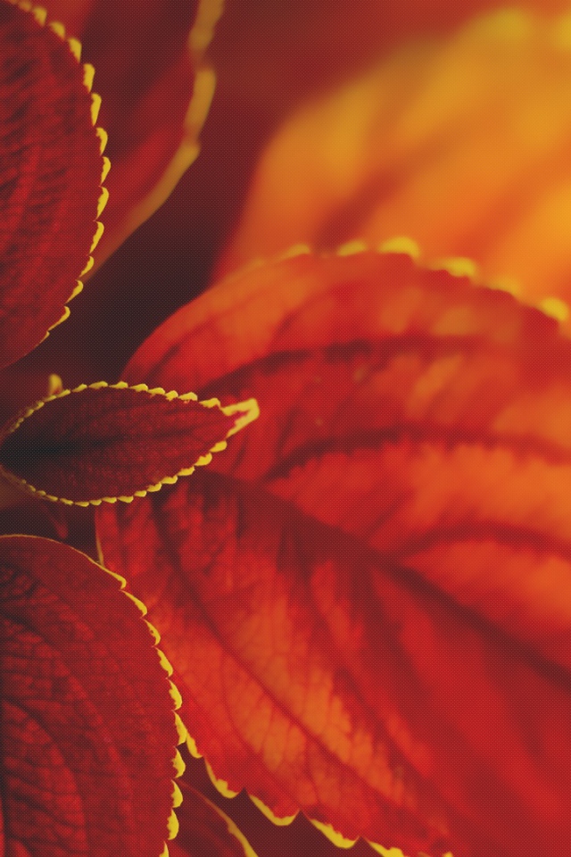 Макро природа