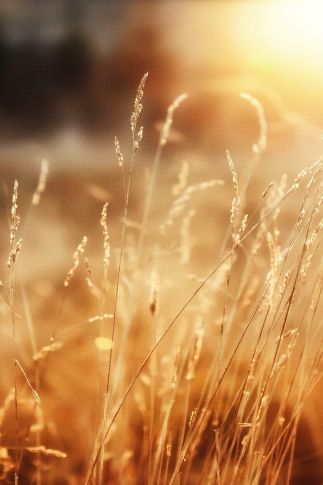 Утреннее сияние