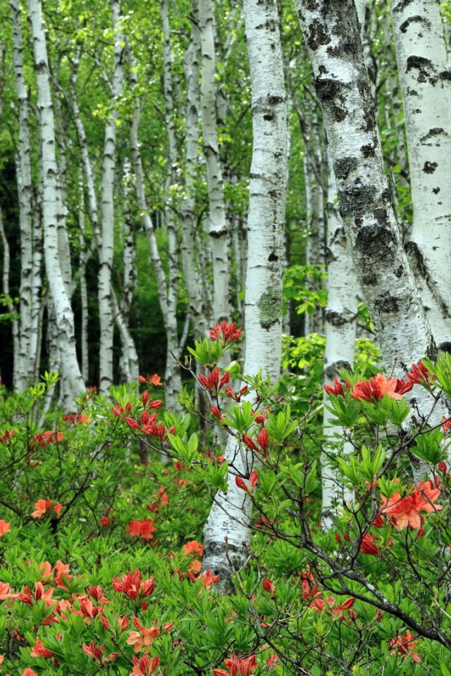 Берёзы среди розовых листъев
