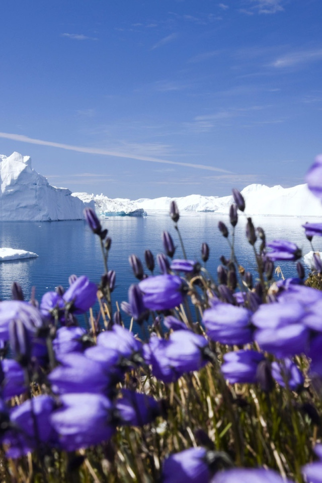 Фиолетовые северные цветы