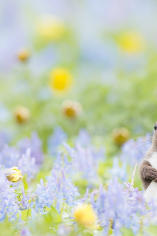 Пушистик с цветочками