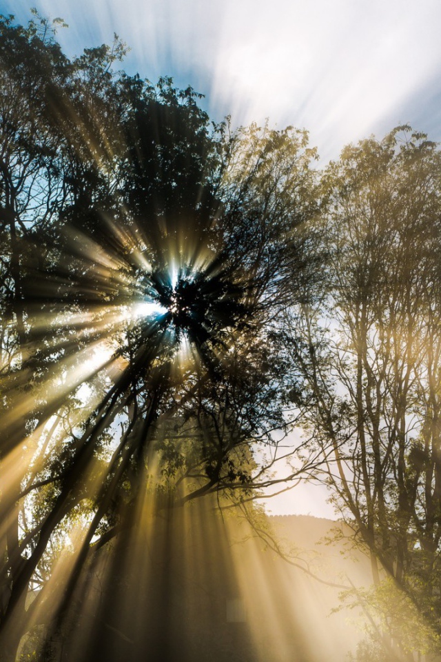 Лучи пробиваются сквозь листву