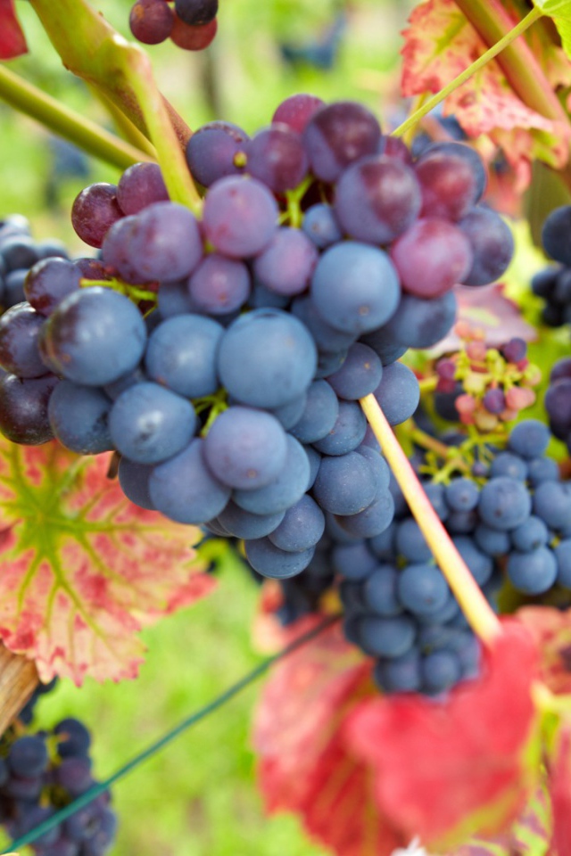 Bиноград в красных листъях