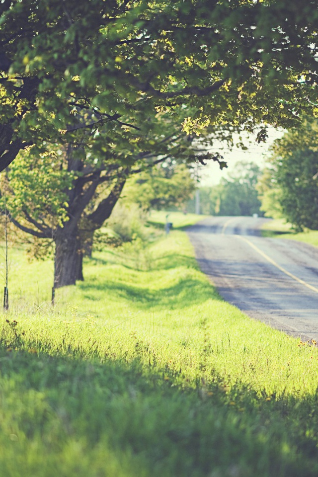 Дорога среди деревьев