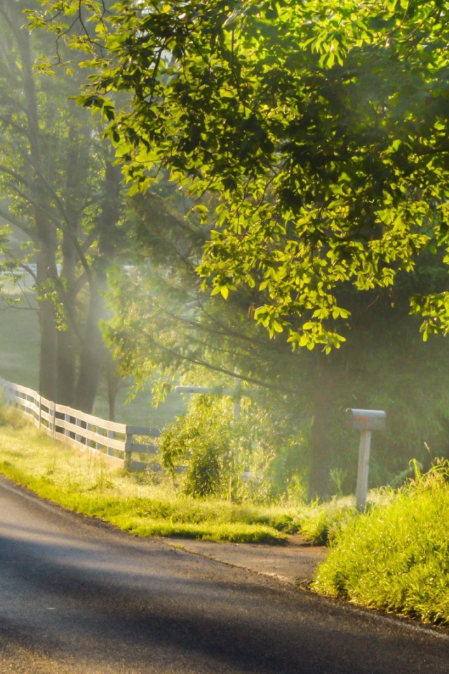 Дорога с ограждением в лесу