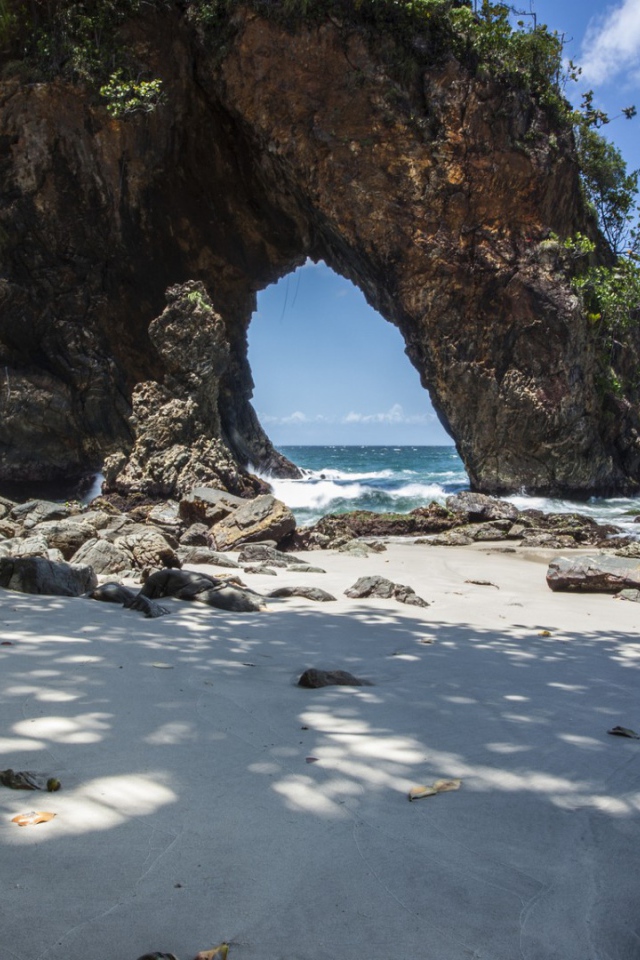 Cкала и дерево