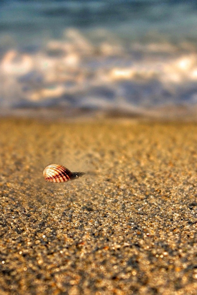 Одинокая ракушка