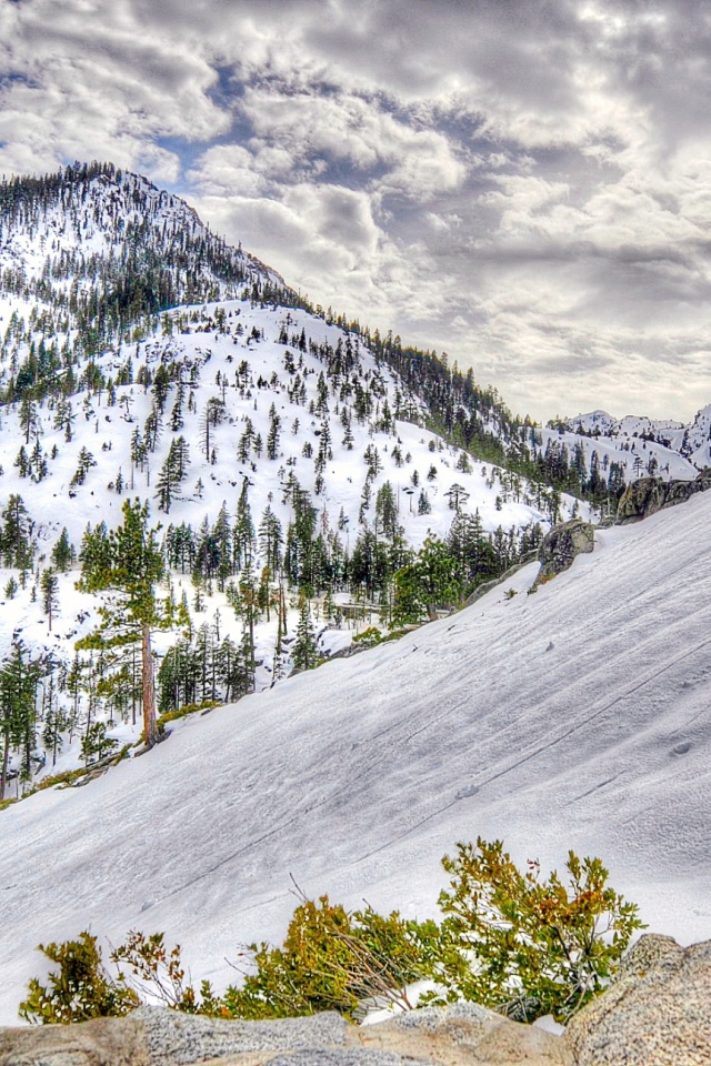 Заснеженный лес в горах