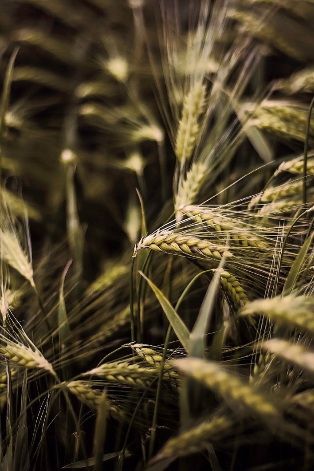 Kолоски просто