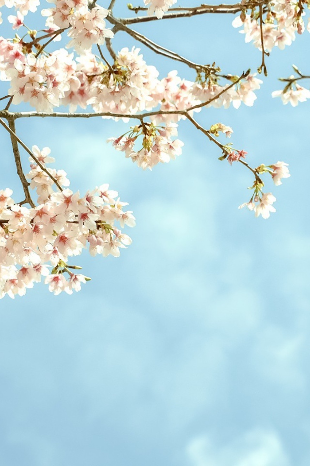 Весенние цветы