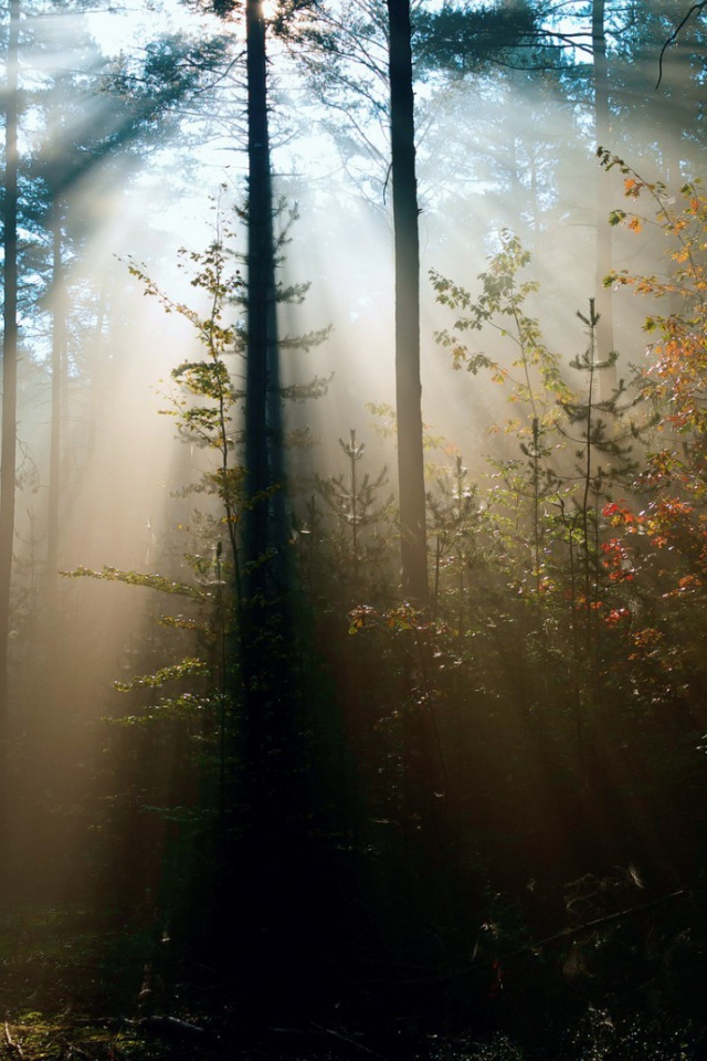 Cолнце леса