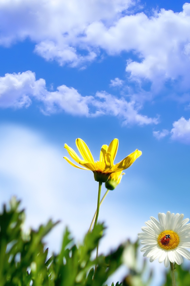 Весеннее солнце