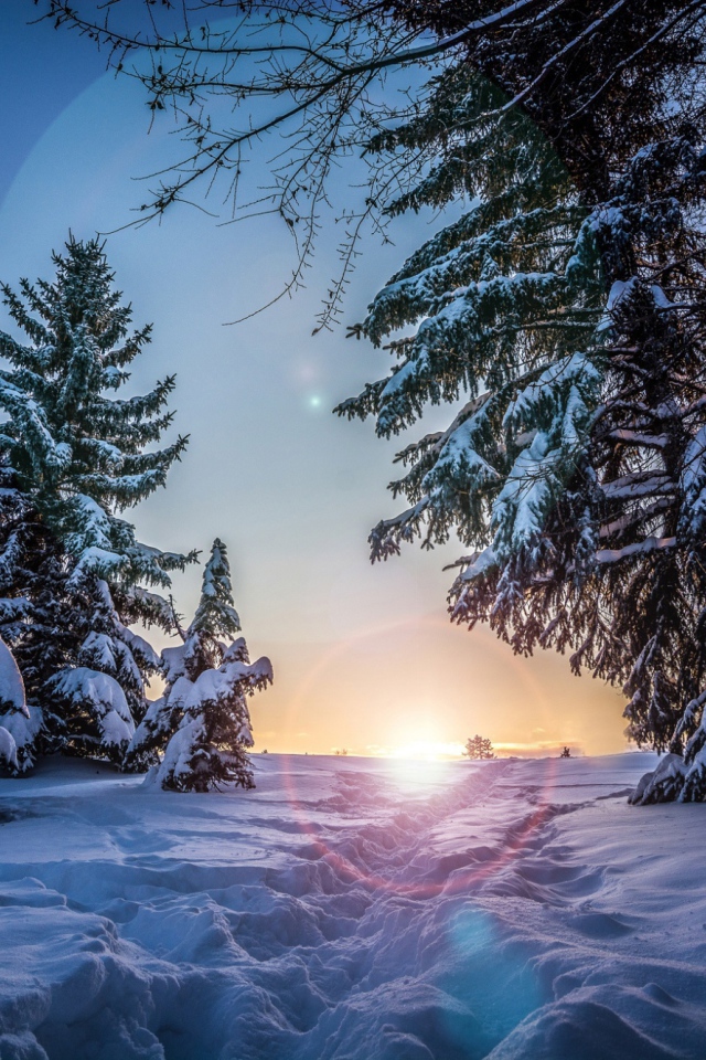 Восход в зимнем лесу