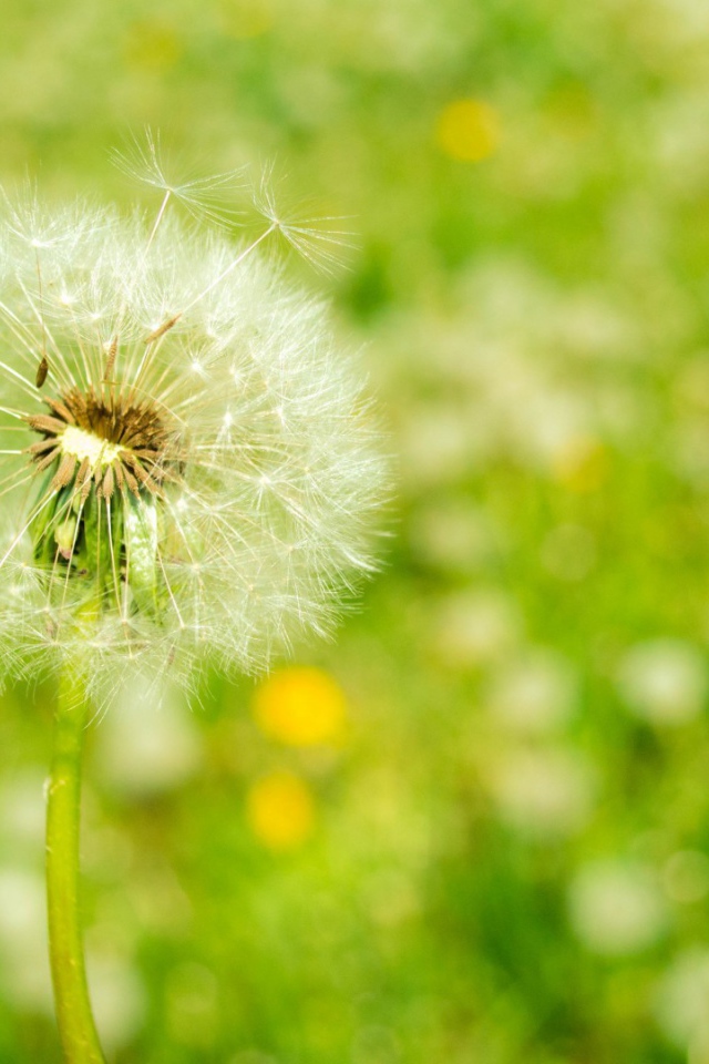 Созревший одуванчик