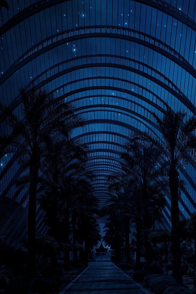 Ночное небо над пальмами