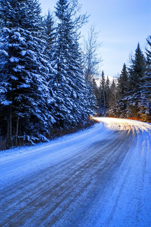 Дорога среди заснеженного леса
