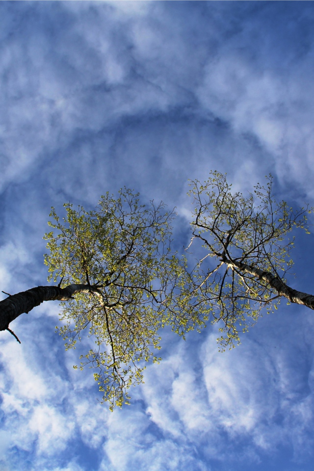Вершины деревьев в облаках